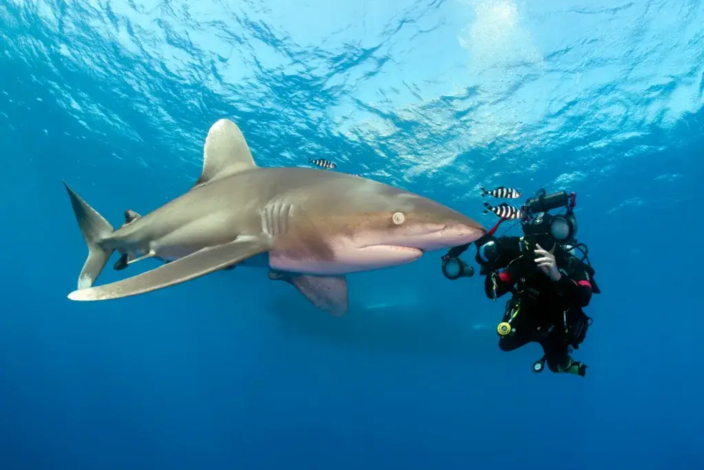 Taucher schwimmt neben einem Hai im klaren blauen Wasser und zeigt die Harmonie zwischen Mensch und Meeresleben.