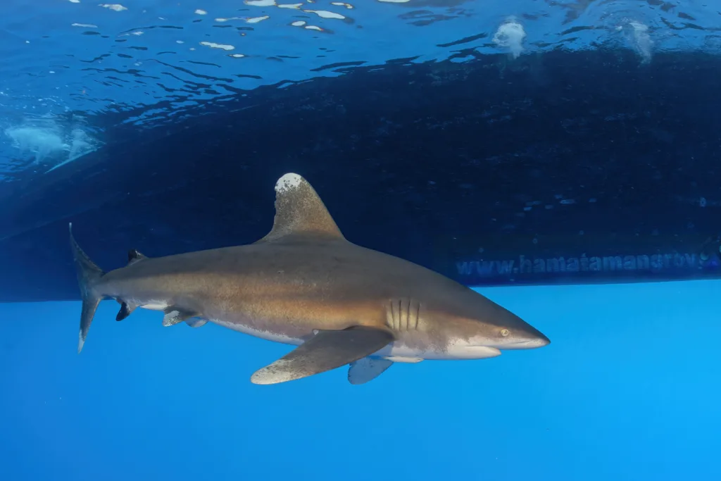 Eine Unterwasserszene mit Hammerhai, die um lebendigen Korallen im Roten Meer schwimmen