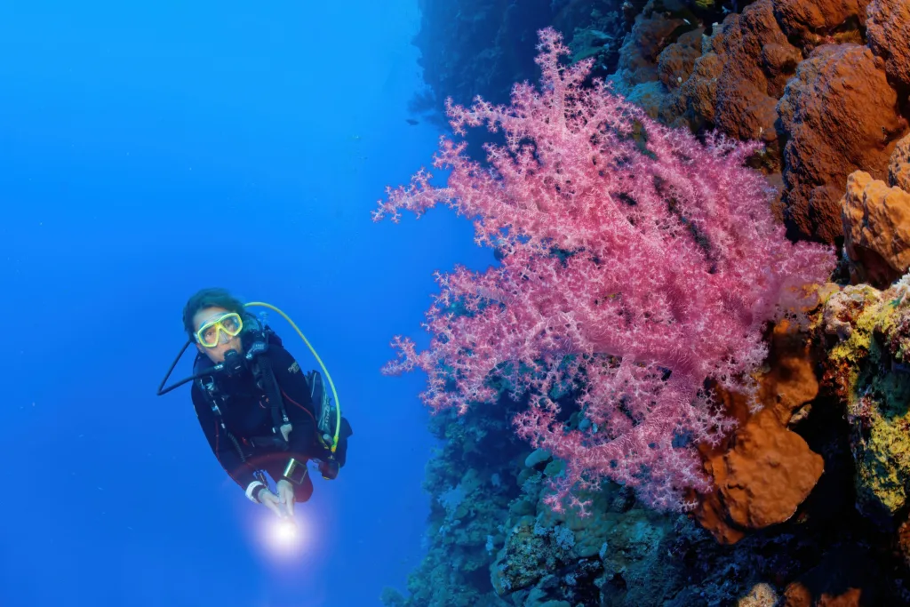 Eine Unterwasserszene an den St. John's Riffen, Zabargad und Rocky Inseln, mit lebendigen Korallenwänden, großen Fischen und buntem Meeresleben.
