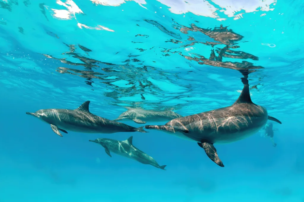 Eine Unterwasserszene bei der Sataya-Tour im Roten Meer, mit farbenfrohen Korallen, flachen Korallengärten, Riffstrukturen und einer Gruppe von Spinnerdelfinen, die mit Schnorchlern schwimmen.