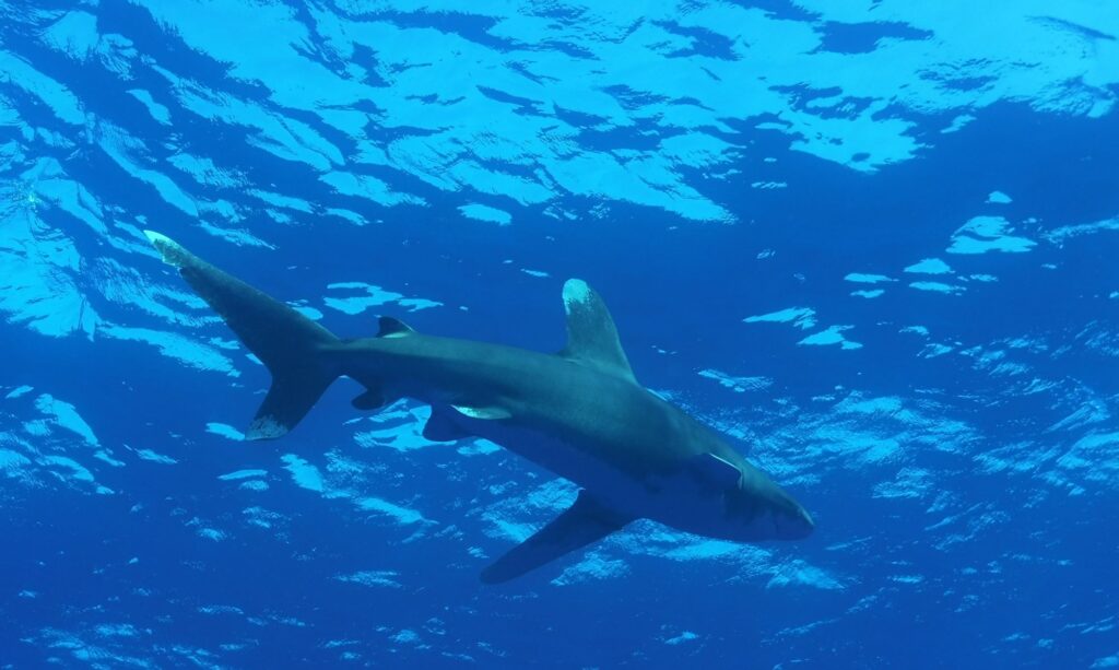 Blu Awaking with Longimanus