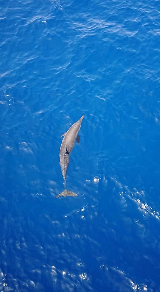 Spinner Delfin