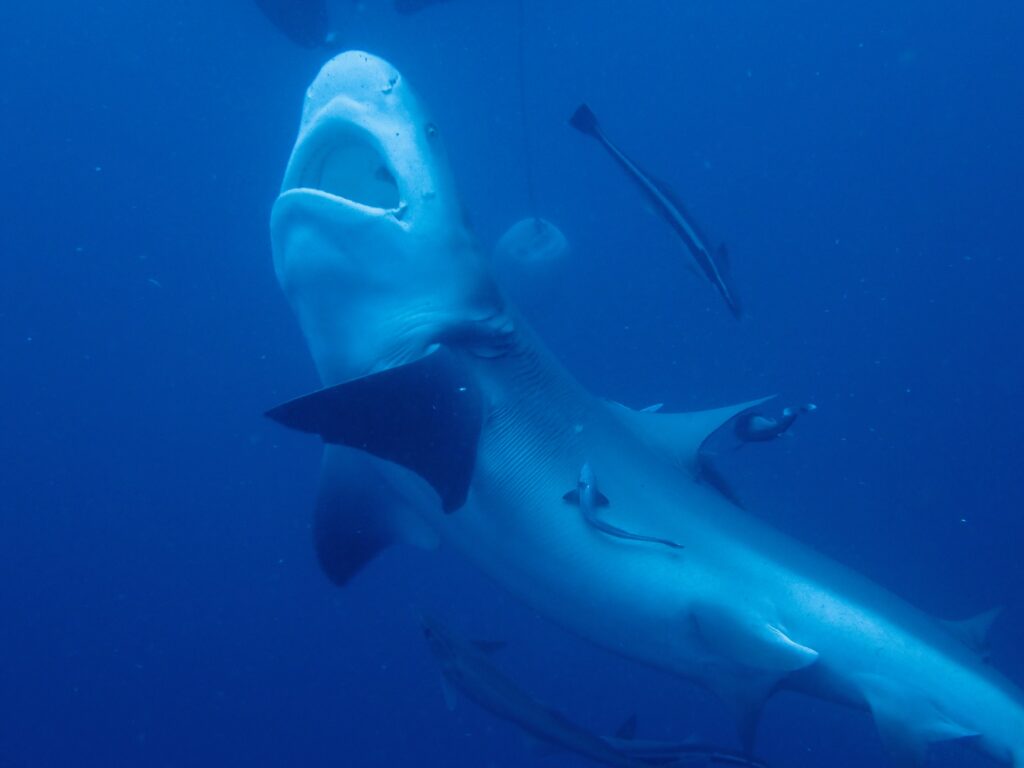 Bull Shark beim jagen