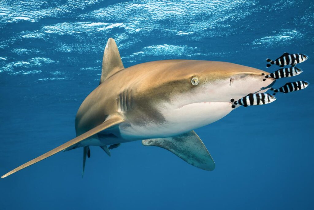 "The Kink of the Red Sea"