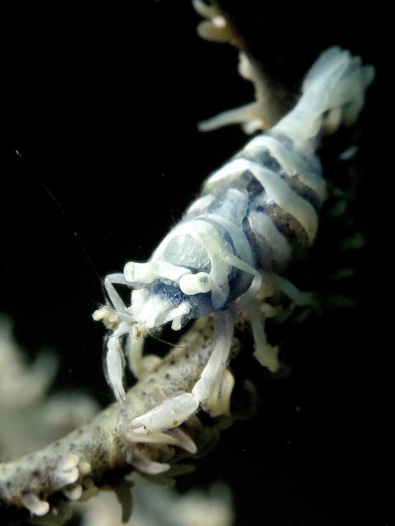 coraldancer