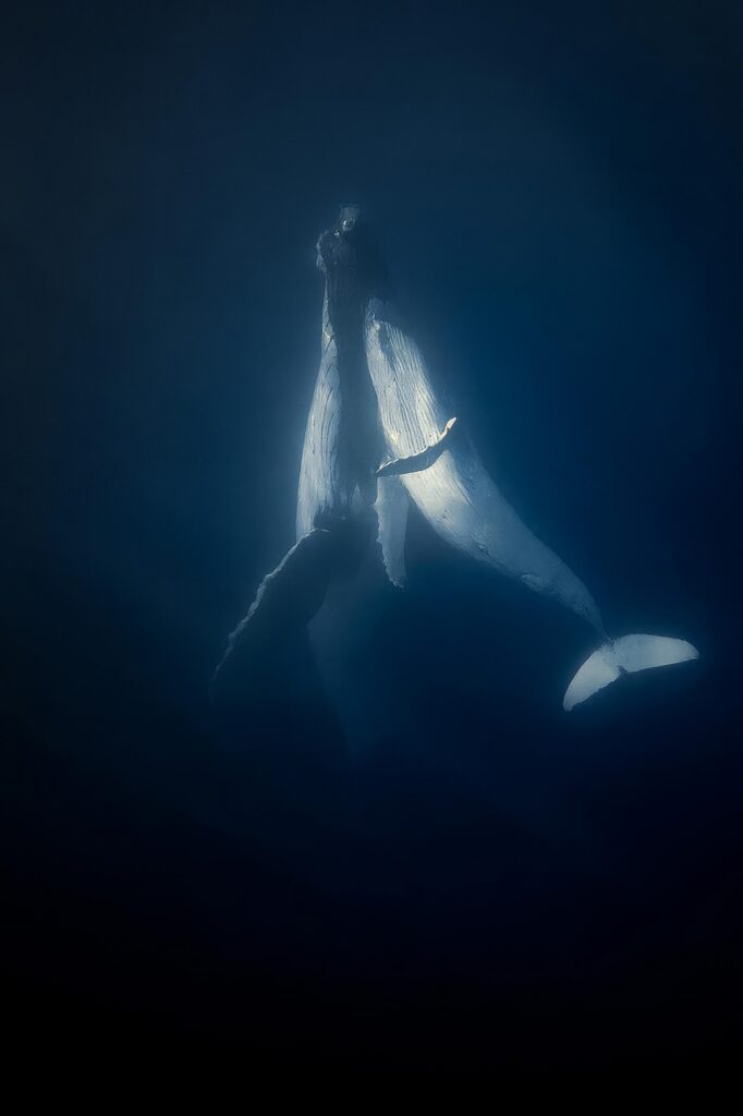 Dancing Whales