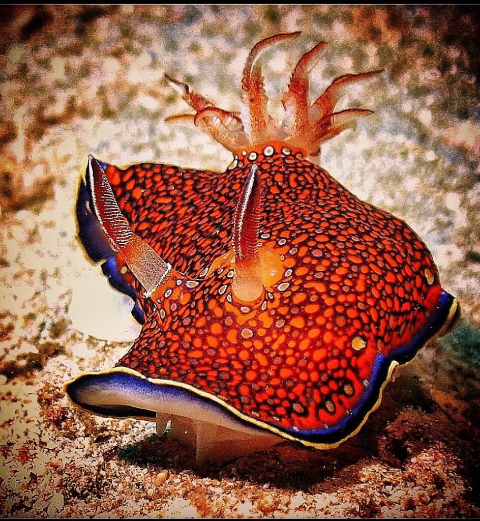 Rotes Prachtexemplar im Roten Meer