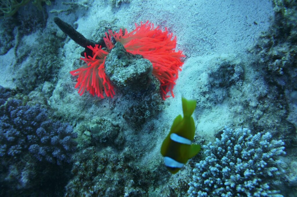 Die rote Anemone