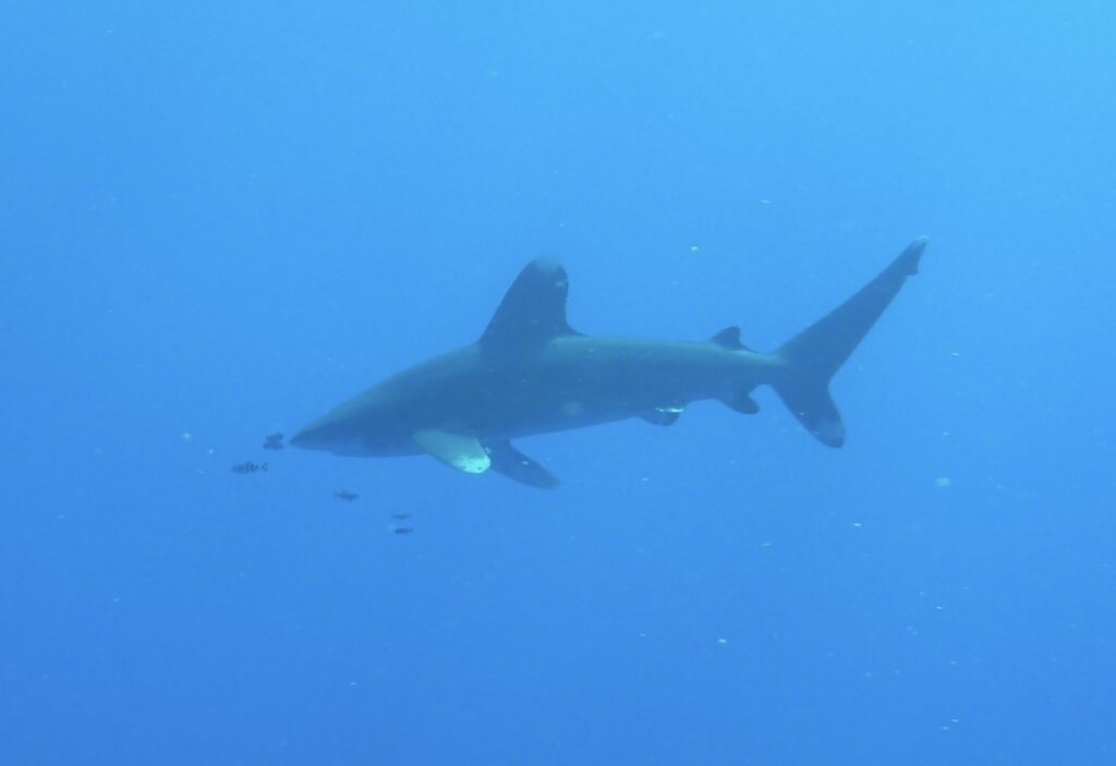 Brothers Longimanus