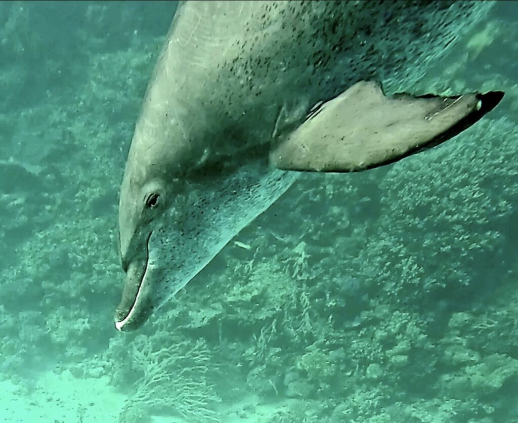 Malerischer Delfin