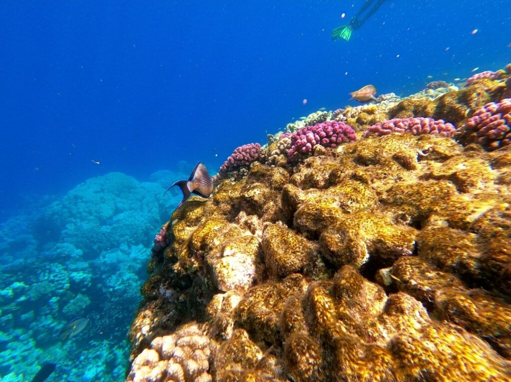 Into the sea