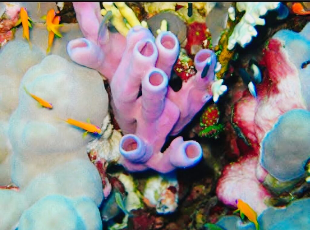 Spektakuläre, einzigartige Unterwasserwlt 🐠🐠