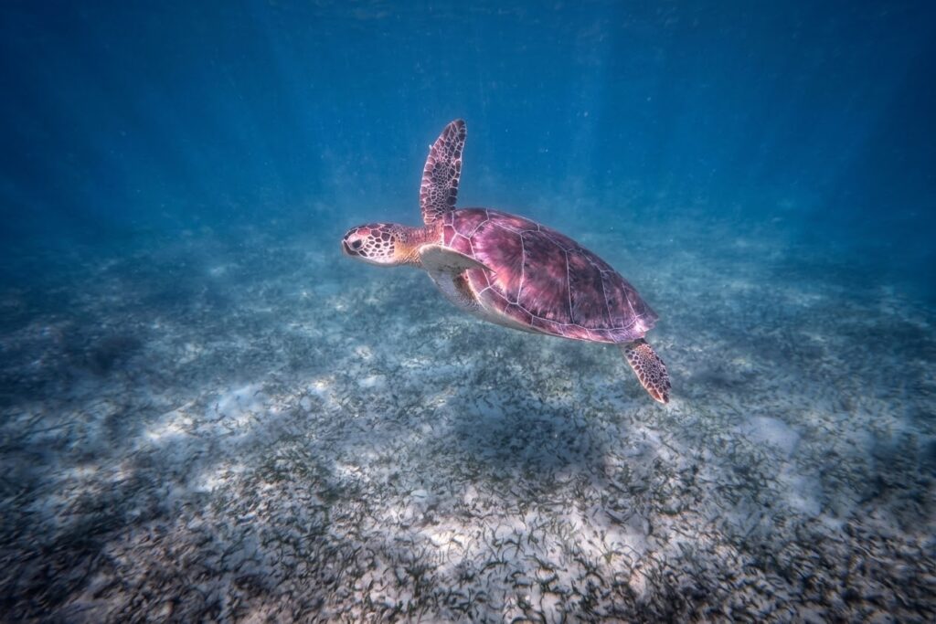 Schildkröte im Sonnenlicht