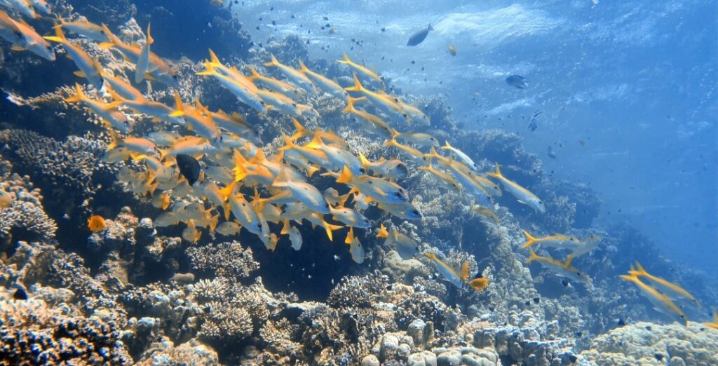 The beauty of the Red Sea